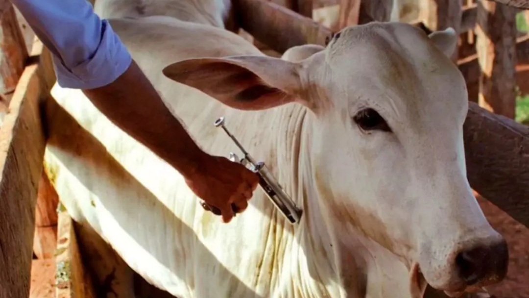 MS aguarda reconhecimento de &aacute;rea livre de aftosa por Organiza&ccedil;&atilde;o Mundial