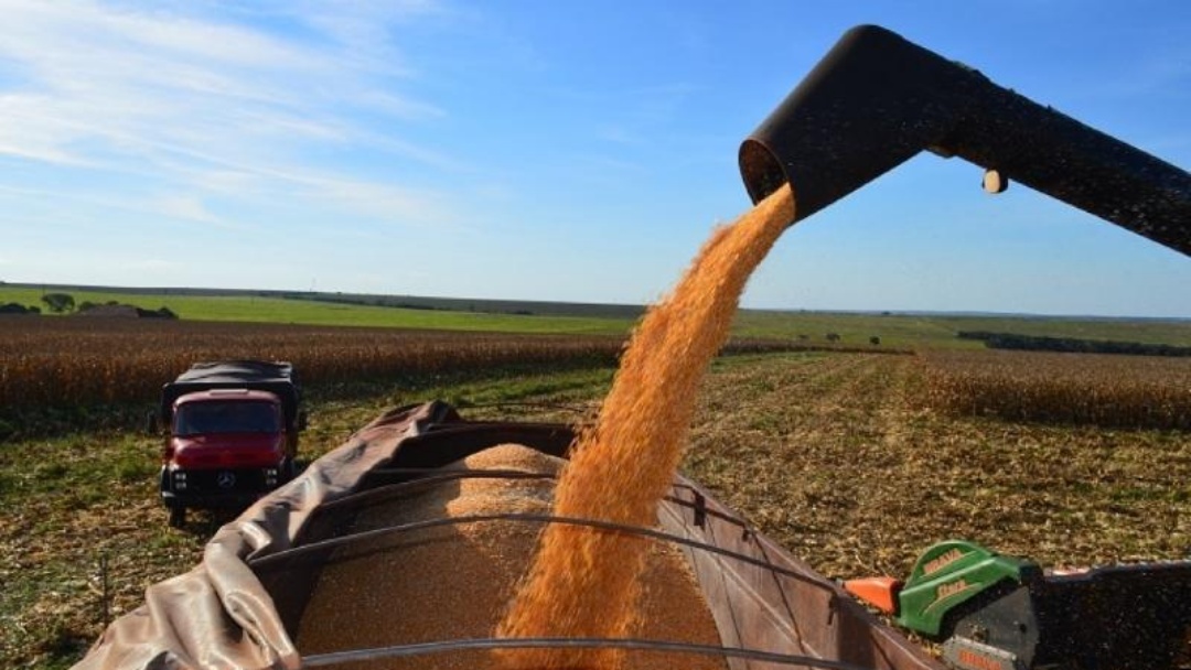 Pre&ccedil;o do milho sobe 43,63% e afeta custo de produ&ccedil;&atilde;o de ovos