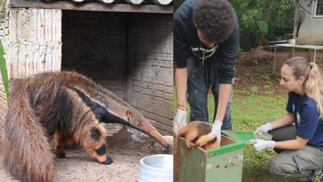 Tamandu&aacute;s resgatados do fogo ser&atilde;o reintegrados &agrave; natureza