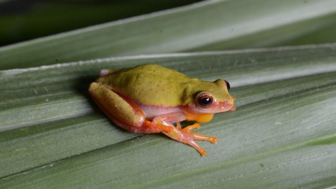 Anf&iacute;bios podem ser extintos do Pantanal nos pr&oacute;ximos anos, diz estudo 