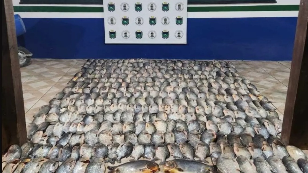 Pol&iacute;cia apreende 200 quilos de pescado ilegal no Rio Paraguai
