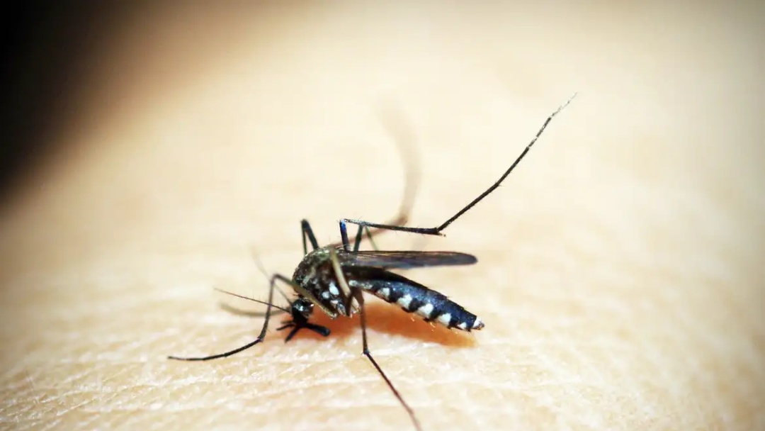 Brasil soma mais de 500 mil casos de dengue; queda de quase 70%