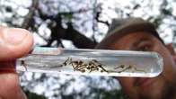 Com sete mortes confirmadas, casos de dengue chegam a 2.445