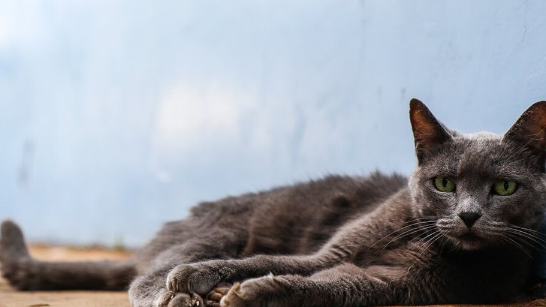 Ex-parceiros saem no tapa por causa de gato no Guanandi