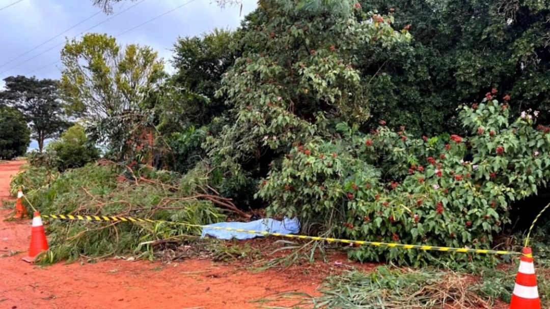 Homem morre ao podar árvore e sofrer descarga elétrica em MS