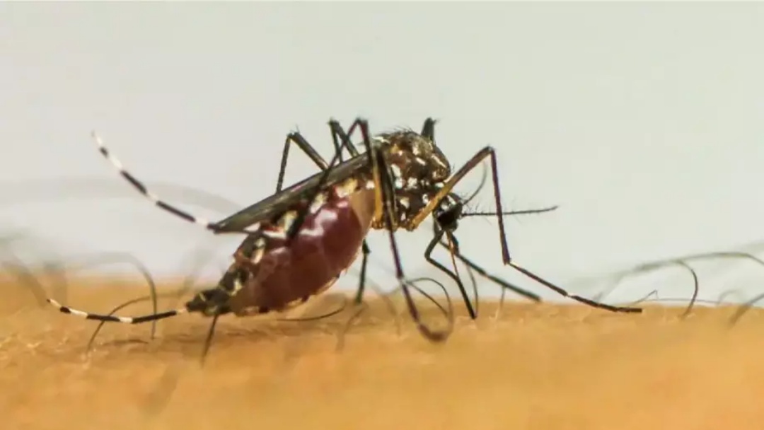 Brasil ultrapassa marca de 1 milhão de casos de dengue, o país registrou 1.019.033 casos
