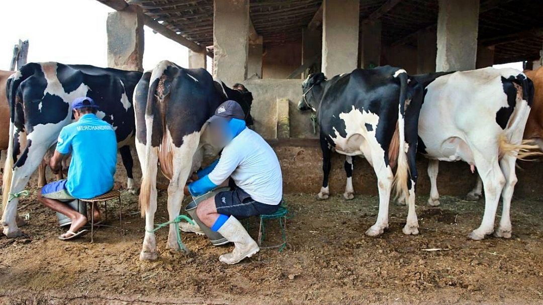 Desmotivados com pre&ccedil;o baixo, assentados abandonam produ&ccedil;&atilde;o leiteira