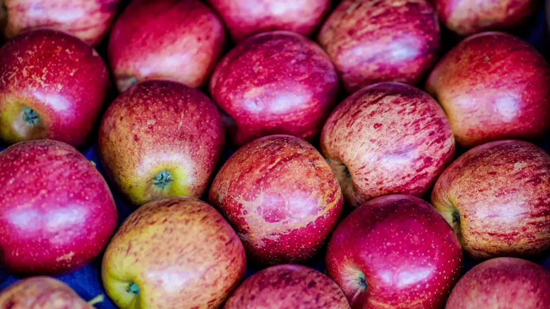 Exportação de frutas cresceu 26% no 1º trimestre de 2025