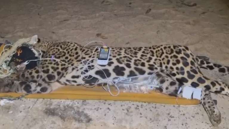 Capturada, on&ccedil;a que matou caseiro &eacute; um macho de 94 quilos   