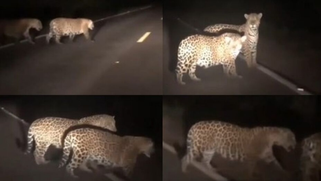 Motorista flagra duas onças atravessando ponte em Rochedo