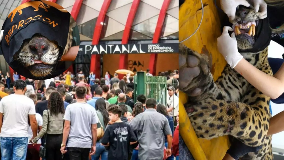 On&ccedil;a que matou caseiro vai ao Bioparque ap&oacute;s tratamento 