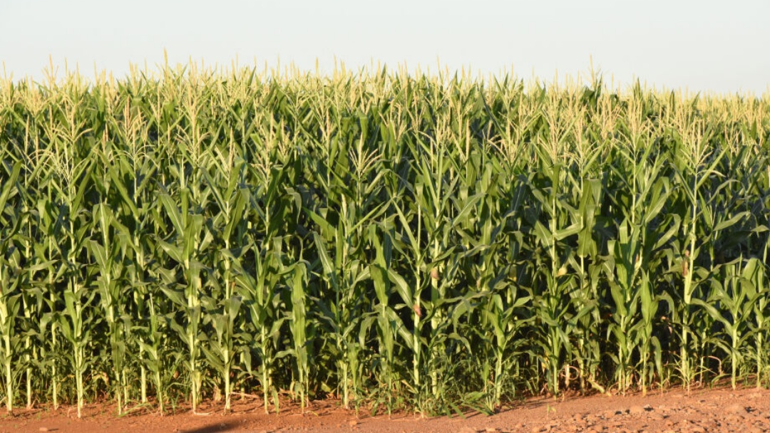 Produtores rurais de Mato Grosso do Sul acessaram R$ 885 milh&otilde;es do Plano Safra   