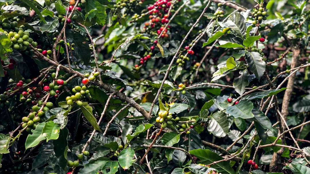 Safra de caf&eacute; deve crescer 2,7% e chegar a 56 milh&otilde;es de sacas em 2025