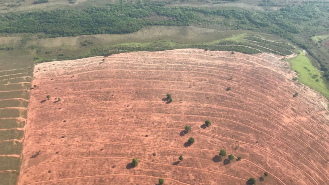 Desmatamento no Pantanal teve queda de 75%
