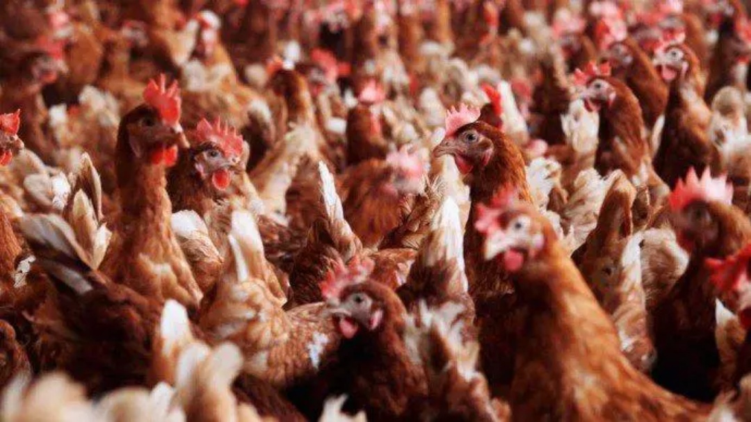 China suspende compra de frango do Brasil por 60 dias após gripe aviária