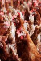 China suspende compra de frango do Brasil por 60 dias ap&oacute;s gripe avi&aacute;ria