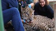 On&ccedil;a-pintada &eacute; levada para santu&aacute;rio especializado em fauna silvestre no interior 