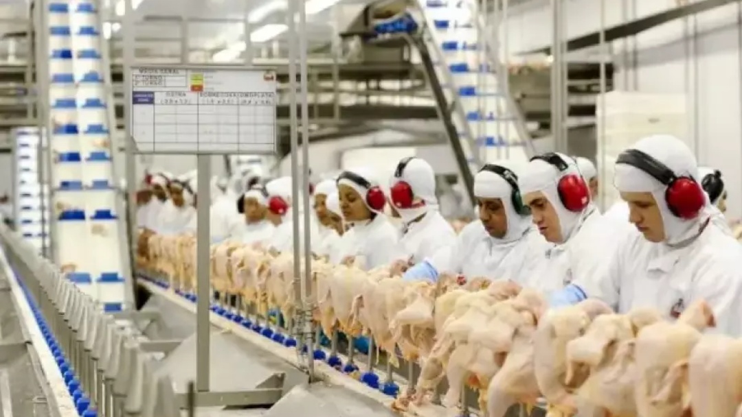 Chile e Uruguai suspendem importações de frango brasileiro após surto doença aviária