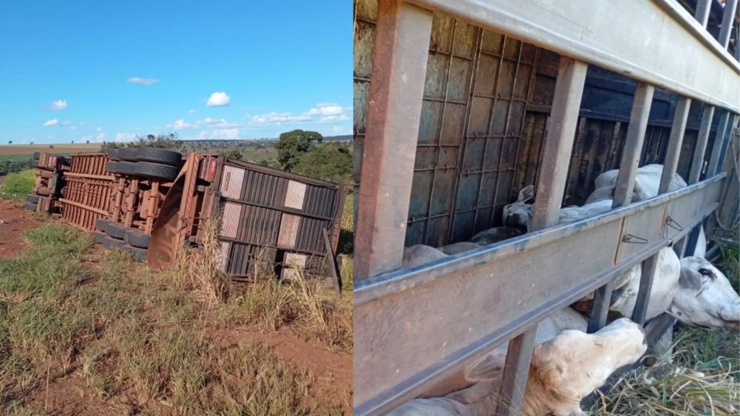 Carreta carregada de gados tomba nas margens da BR-267