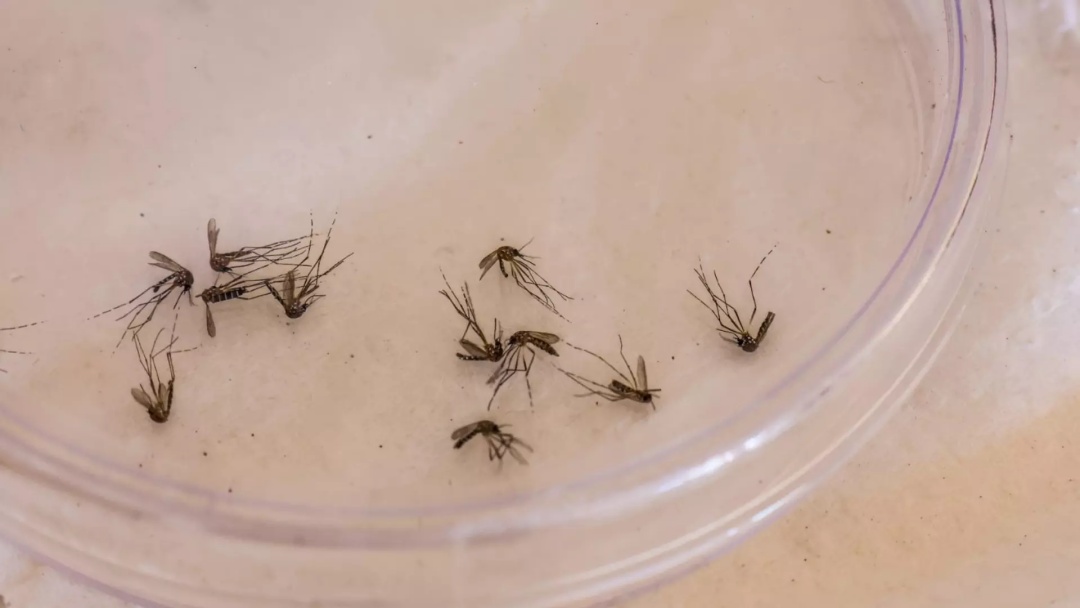 Com morte de mulher e crian&ccedil;a, Mato Grosso do Sul soma 11 &oacute;bitos por dengue em 2025