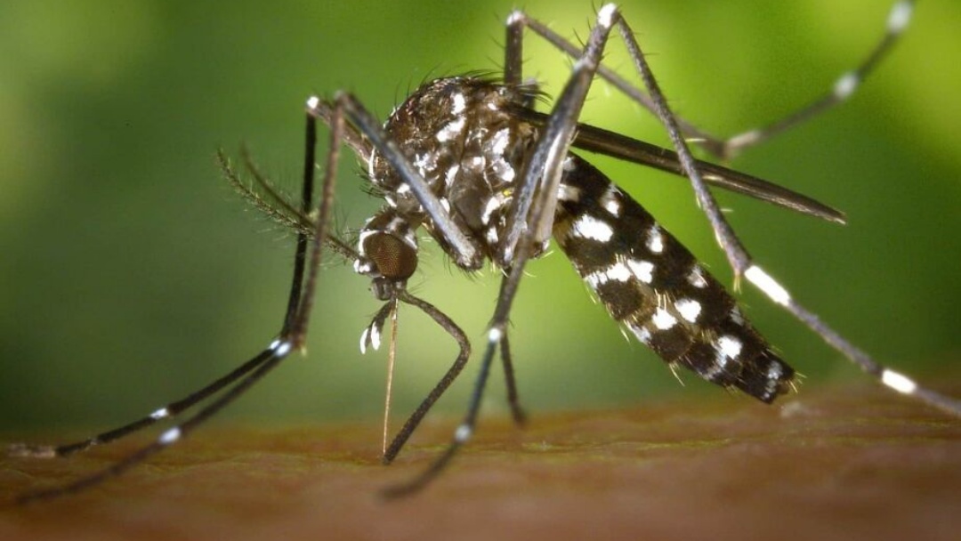 No ano mais letal, MS registra 5&ordf; morte por chikungunya  