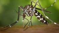 No ano mais letal, MS registra 5&ordf; morte por chikungunya  