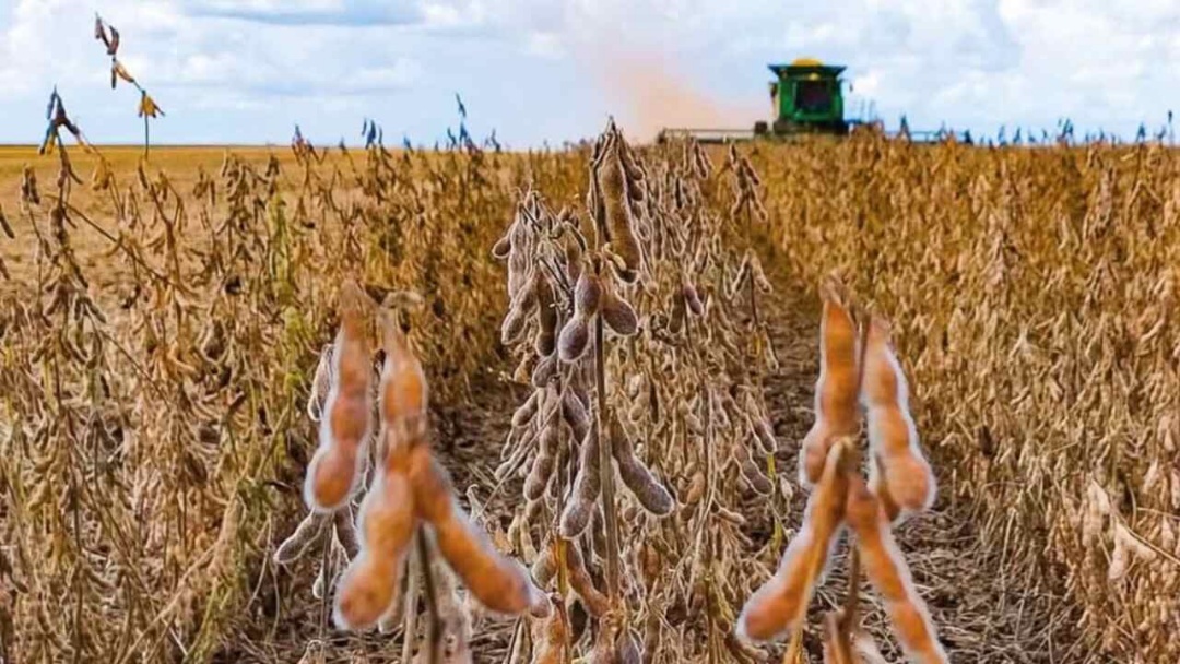 MS conclui colheita da soja com 51% da safra ruim ou regular