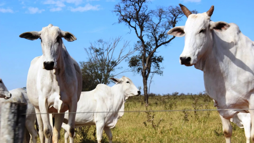Produtores rurais têm até 2 de junho para declarar rebanho em MS