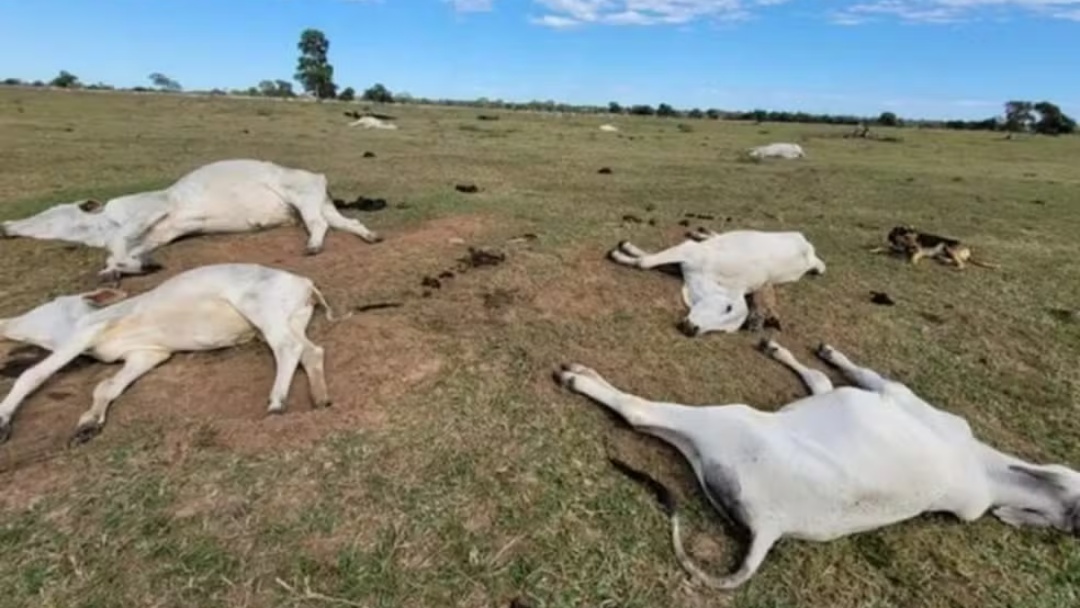 MS sob alerta: frente fria traz perigo de hipotermia para rebanhos bovinos