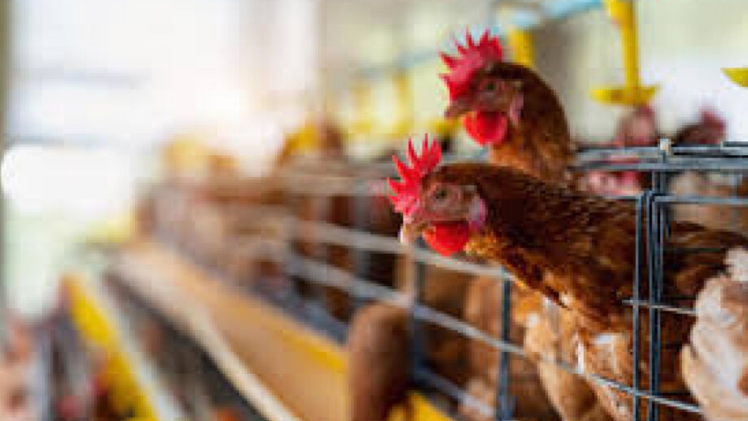 Suspens&atilde;o de exporta&ccedil;&otilde;es de frango deve aliviar IPCA em 0,10 pp nos pr&oacute;ximos meses  