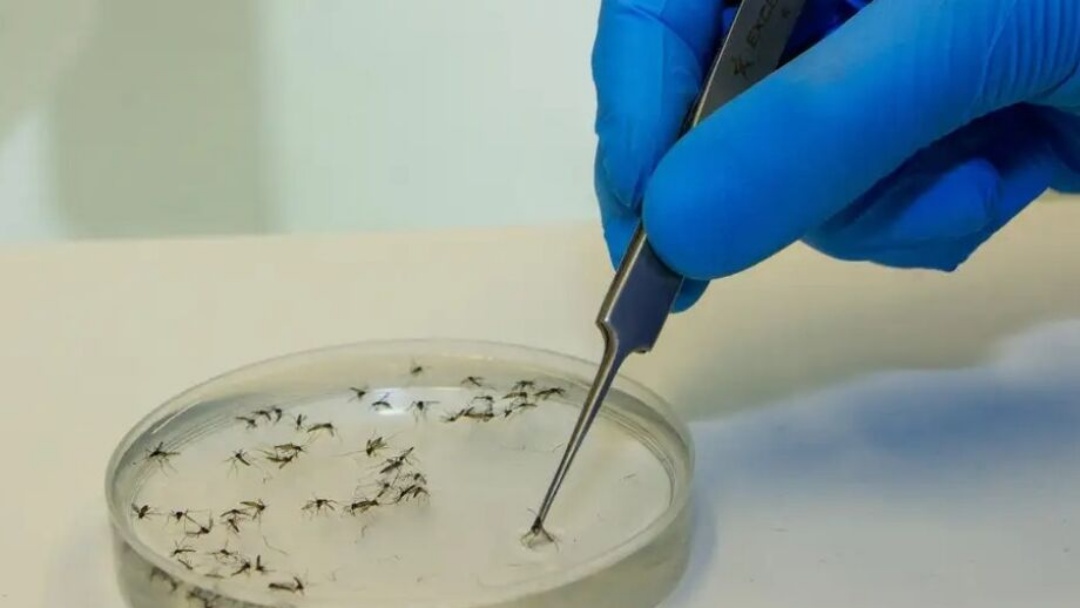 Febre oropouche avan&ccedil;a no Brasil: mais de 10 mil casos e quatro mortes confirmadas 