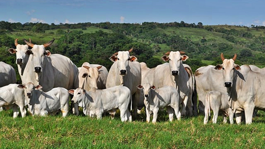 Brasil &eacute; reconhecido pela OMSA como pa&iacute;s livre de febre aftosa sem vacina&ccedil;&atilde;o  