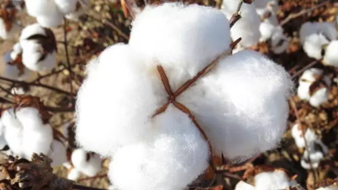 Monitoramento da Conab mostra cen&aacute;rio positivo para segunda safra em Mato Grosso do Sul