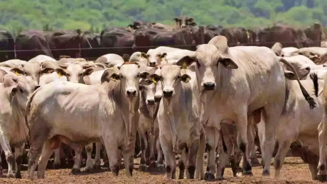 Produtores rurais de MS t&ecirc;m at&eacute; segunda para declarar rebanhos 