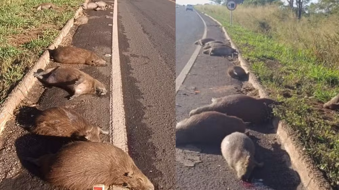 Onze capivaras s&atilde;o encontradas mortas atropeladas na BR-267