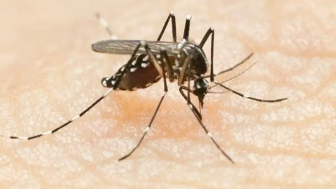 Mato Grosso do Sul registra mais um caso de óbito decorrente da Chikungunya