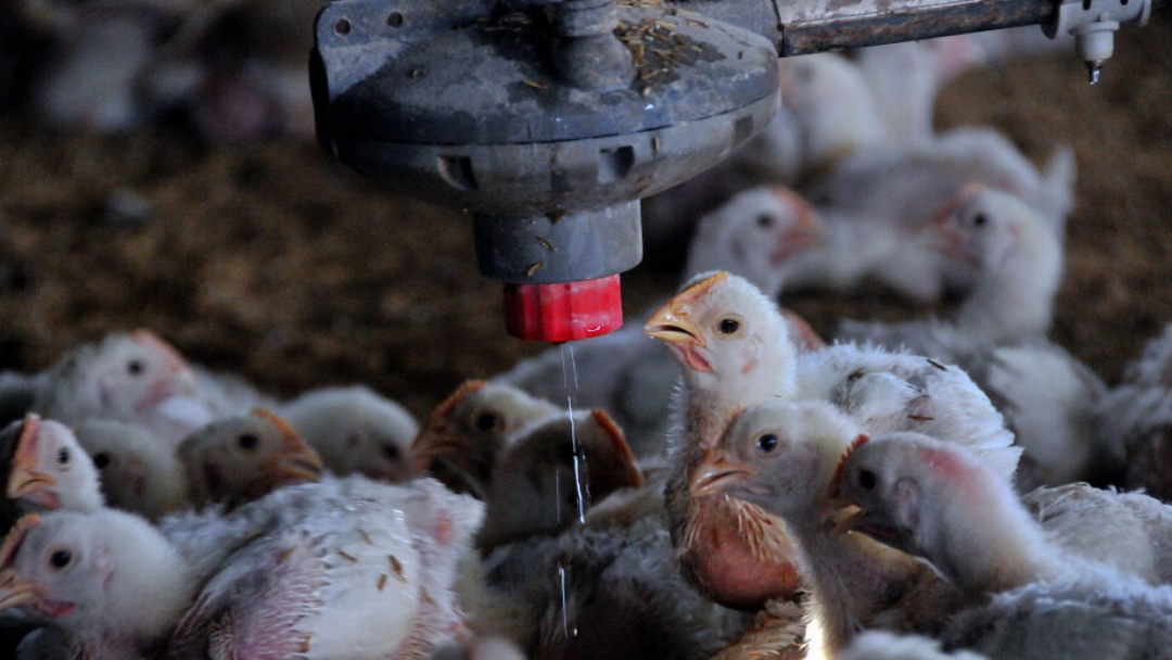 Exportação de carne frango em maio cai 12,9% ante maio de 2024, diz ABPA