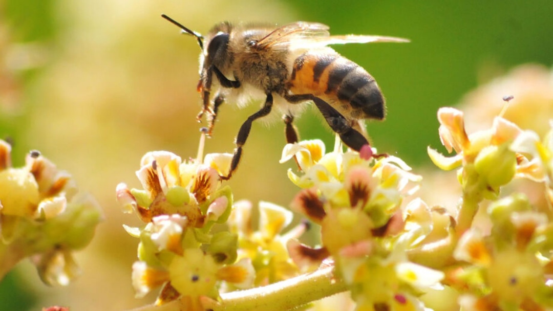 Mato Grosso do Sul registra aumento de 25% dos ataques de abelhas em propriedades rurais