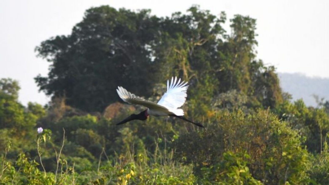 Projeto que reconhece o tuiuiú como ave símbolo do Pantanal de Mato Grosso do Sul será votado