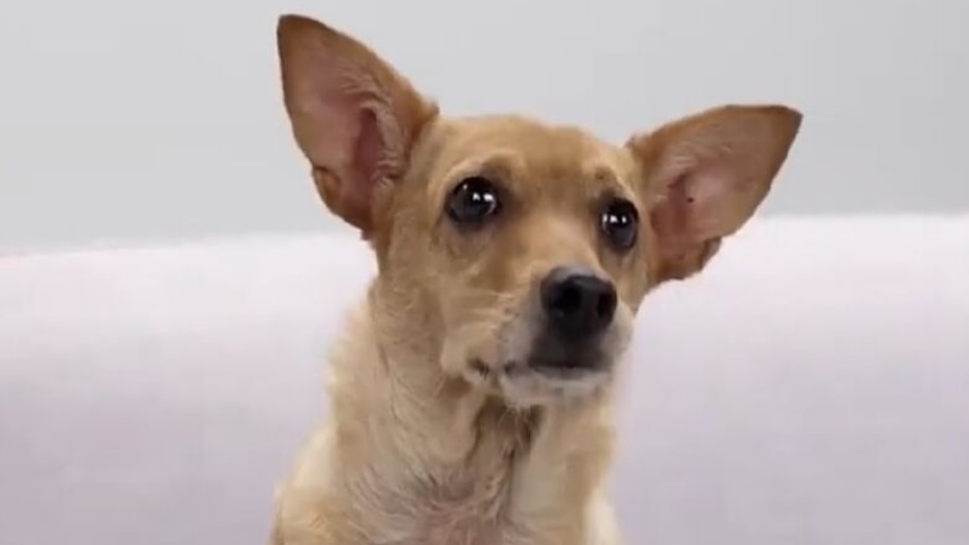 'Vira-lata caramelo' pode ser reconhecido como patrimônio cultural imaterial de Dourados