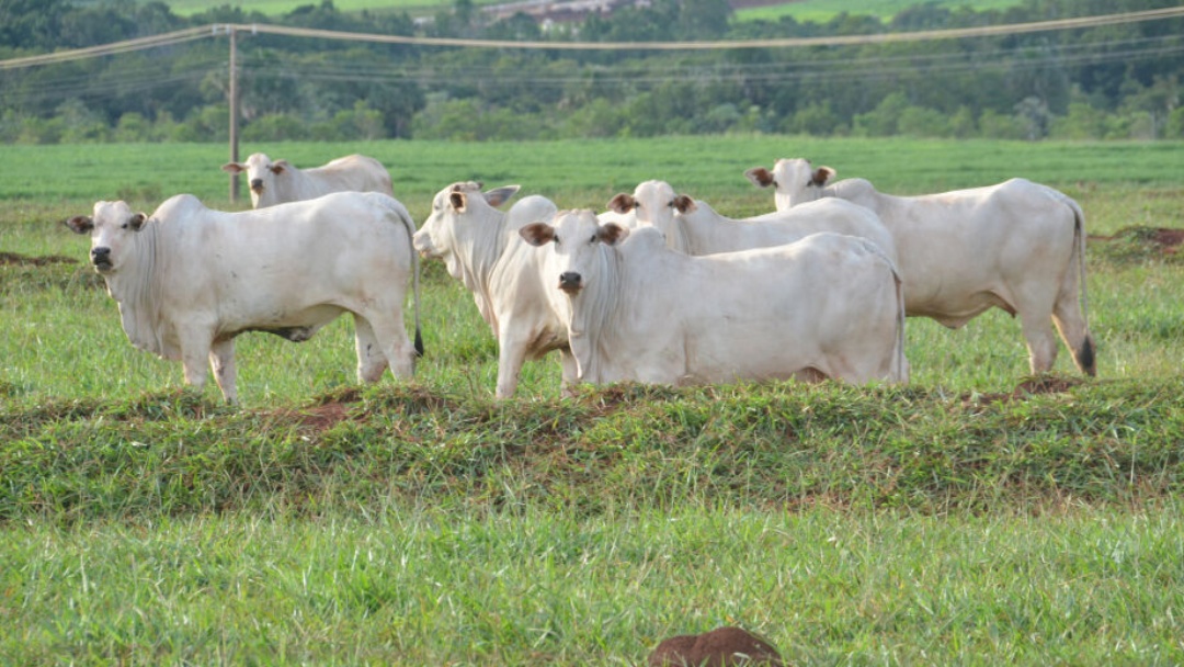 Mato Grosso do Sul amplia em 32% exporta&ccedil;&otilde;es de prote&iacute;nas animais 