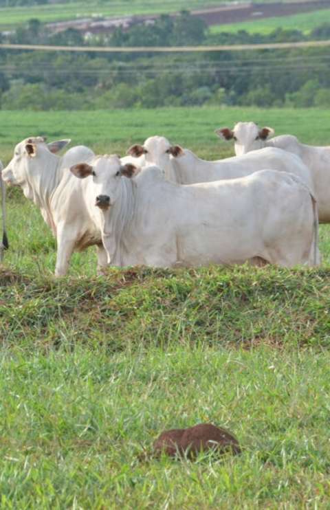 Mato Grosso do Sul amplia em 32% exporta&ccedil;&otilde;es de prote&iacute;nas animais 