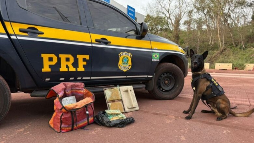 Com auxílio de cães farejadores, polícia apreende cocaína em ônibus