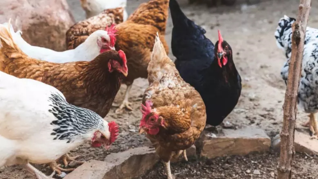 Ministério da Agricultura descarta caso de gripe aviária em MS