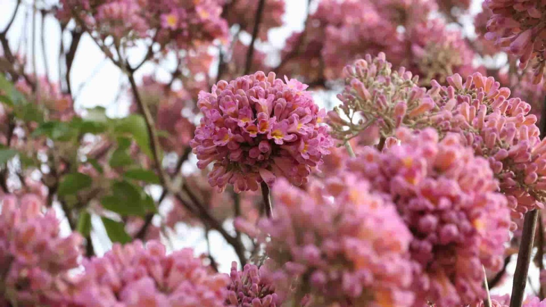 Com manh&atilde; gelada, m&aacute;xima deve alcan&ccedil;ar 31&deg;C em Mato Grosso do Sul nesta quarta