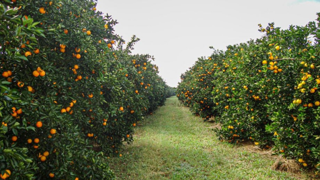 Citricultura avança e Mato Grosso do Sul caminha para 30 mil hectares de laranjais