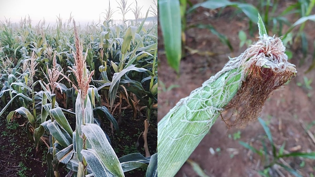 Sidrol&acirc;ndia registra m&iacute;nima de 5â°C e geada pode afetar parte das lavouras de milho