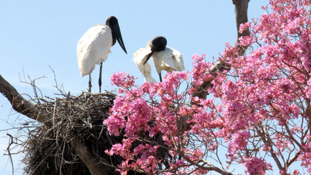 Lei transforma tuiui&uacute; em ave-s&iacute;mbolo do Pantanal Sul-mato-grossense   