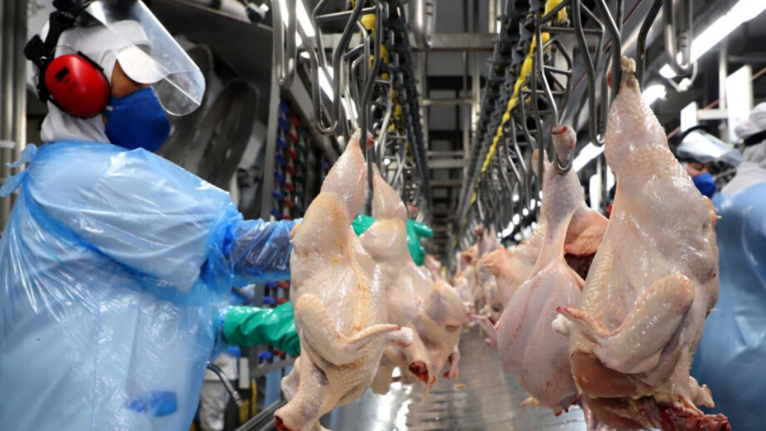 Gripe avi&aacute;ria reduz em 15% exporta&ccedil;&otilde;es de frango de MS   