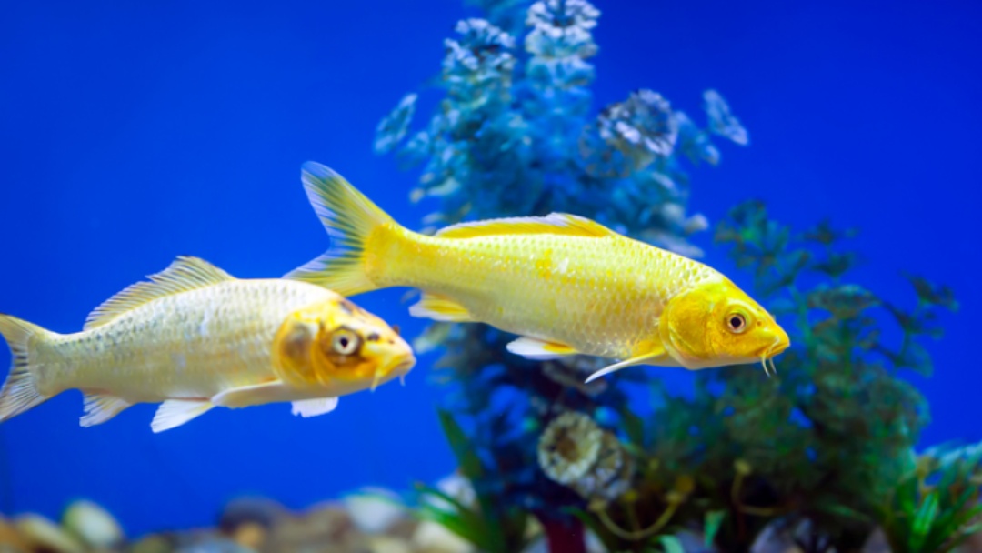 Uruguai autoriza exporta&ccedil;&atilde;o de peixes ornamentais vivos 